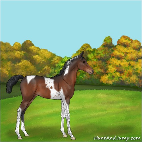 Horse Color:Brown Tobiano 