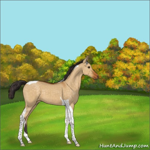 Horse Color:Buckskin Dun Tobiano 