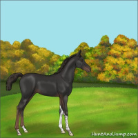 Horse Color:Liver Chestnut Tobiano 