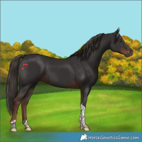 Horse Color:Liver Chestnut Tobiano