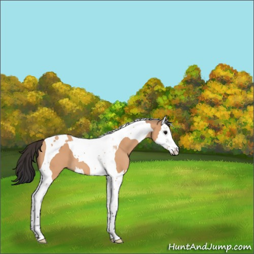 Horse Color:Bay Dun Splash Tobiano