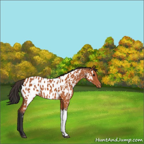 Horse Color:Bay Appaloosa  and Bay Appaloosa