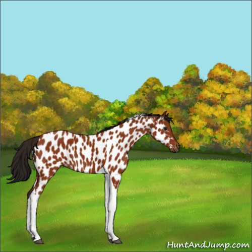 Horse Color:Gray Bay Tobiano Appaloosa