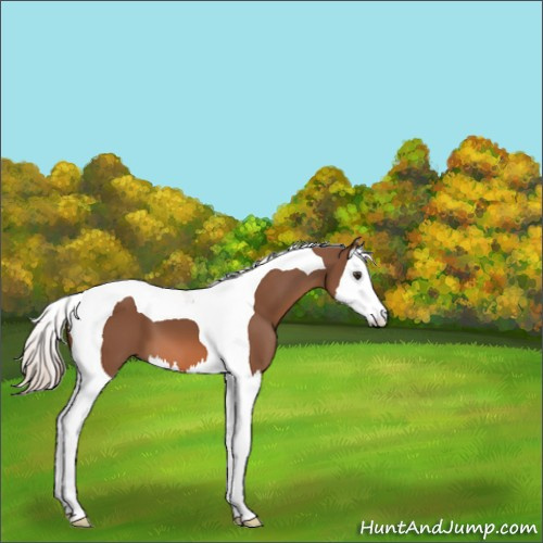 Horse Color:Chestnut Splash Tobiano