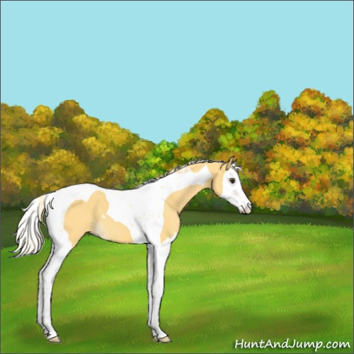 Horse Color:Palomino Splash Tobiano 