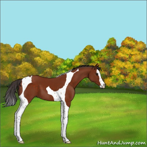 Horse Color:Brown Splash Tobiano