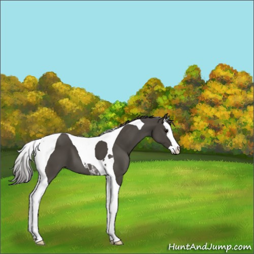 Horse Color:Smoky Black Splash Tobiano 