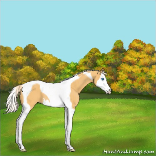 Horse Color:Palomino Splash Tobiano