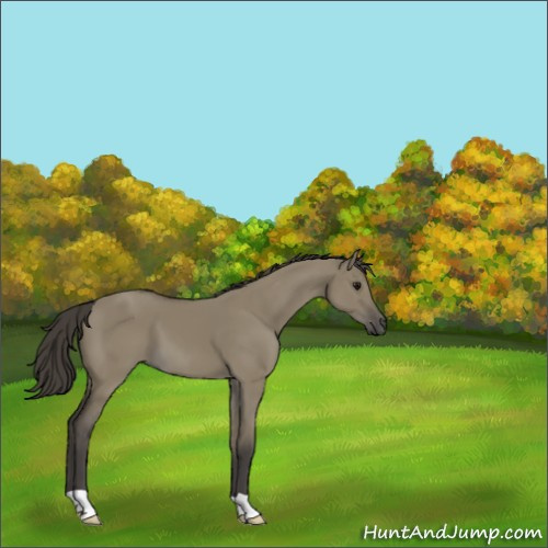 Horse Color:Smoky Grullo
