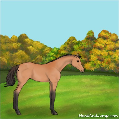 Horse Color:Bay Sabino 