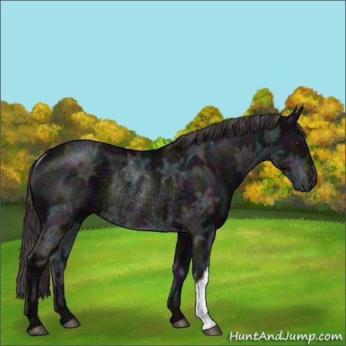 Horse Color:Midnight Smoky Black Ice Rabicano 