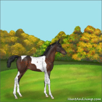 Horse Color:Brown Tobiano 