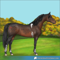 Horse Color:Brown Tobiano 