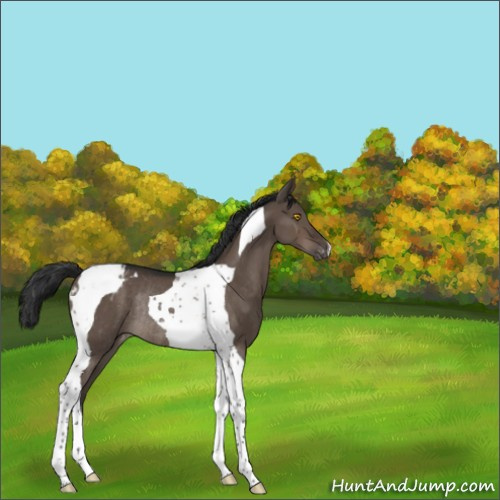 Horse Color:Brown Dun Tobiano Appaloosa Rabicano 