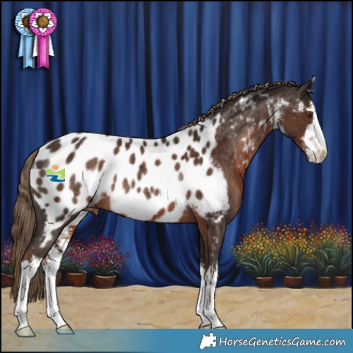 Horse Color:White Spotted Liver Chestnut Appaloosa Rabicano 