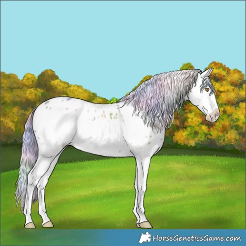 Horse Color:Nacre Silver Sable Champagne Dun Splash Frame Appaloosa 