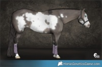 Horse Color:Smoky Grullo Frame 