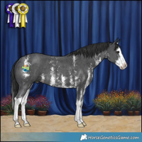 Horse Color:Black Sabino Splash 