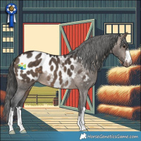 Horse Color:Brown Dun Appaloosa 