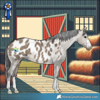 Horse Color:Brown Dun Appaloosa 