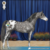 Horse Color:Grullo Sabino Appaloosa