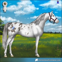 Horse Color:Grullo Sabino Appaloosa 