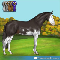 Horse Color:Liver Chestnut Splash 