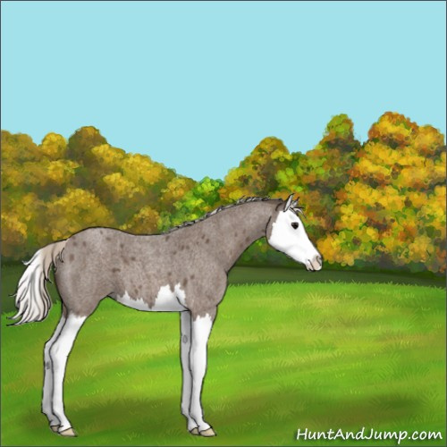 Horse Color:Silver Blue Roan Splash