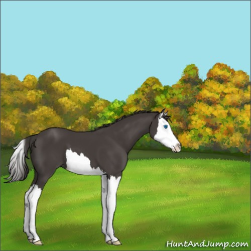 Horse Color:Smoky Black Splash
