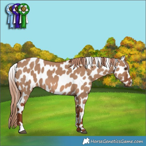 Horse Color:Red Dun Appaloosa 