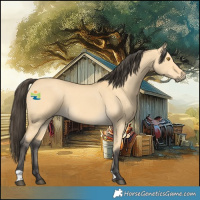 Horse Color:Buckskin Dun 