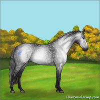 Horse Color:Gray Black 