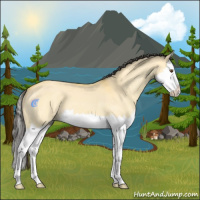 Horse Color:Buckskin Dun Splash 