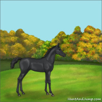 Horse Color:Black 