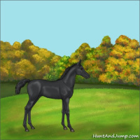 Horse Color:Black 