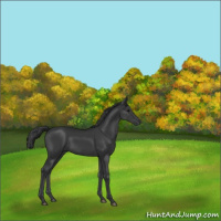 Horse Color:Black 