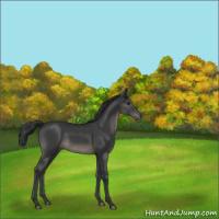 Horse Color:Black 