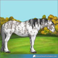 Horse Color:Grullo Sabino Rabicano