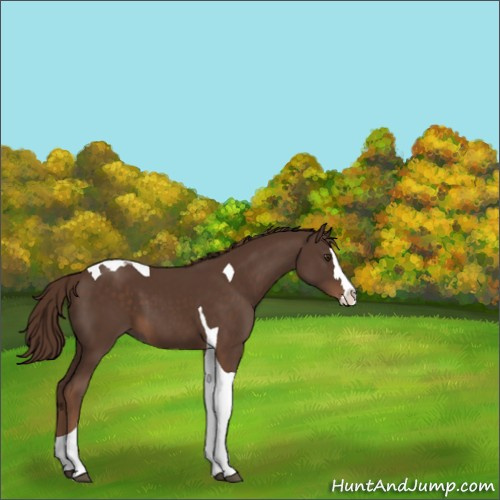 Horse Color:Liver Chestnut Splash Tobiano 