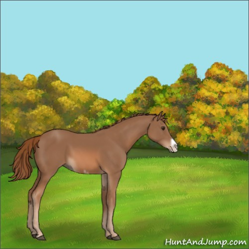 Horse Color:Chestnut Frame 