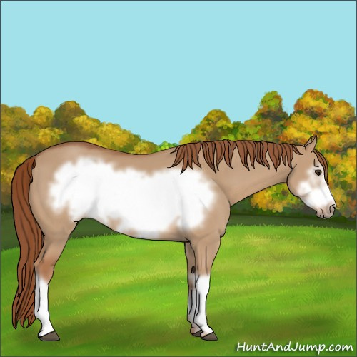 Horse Color:Red Dun Frame 