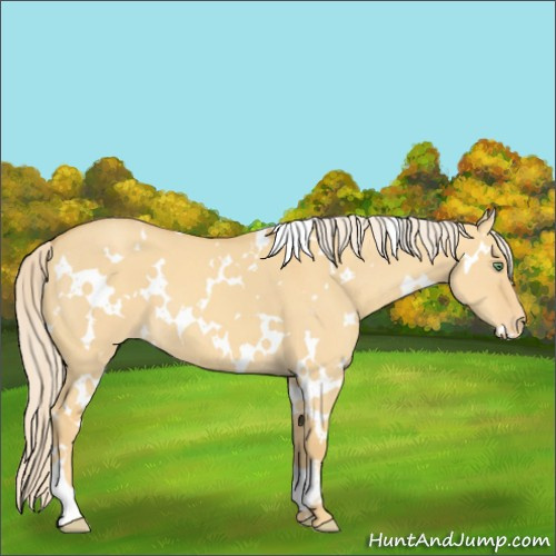 Horse Color:White Spotted Gold Cream Champagne Dun Appaloosa 