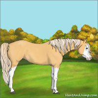 Horse Color:Palomino Roan Splash 