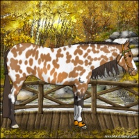 Horse Color:Buckskin Near Leopard 