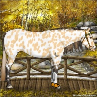 Horse Color:Buckskin Dun Near Leopard 