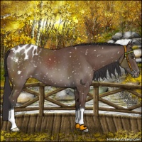 Horse Color:Bay Roan Appaloosa