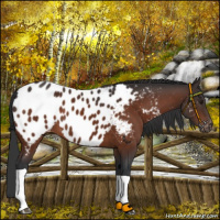 Horse Color:Brown Tobiano Near Leopard 