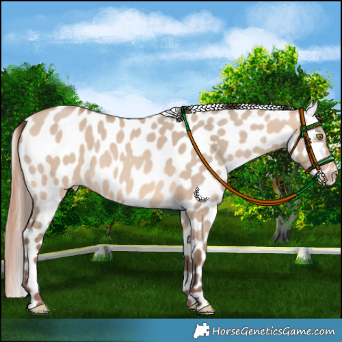 Horse Color:Amber Champagne Dun Appaloosa 