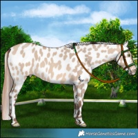 Horse Color:Amber Champagne Dun Leopard 