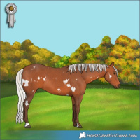Horse Color:White Spotted Silver Brown 